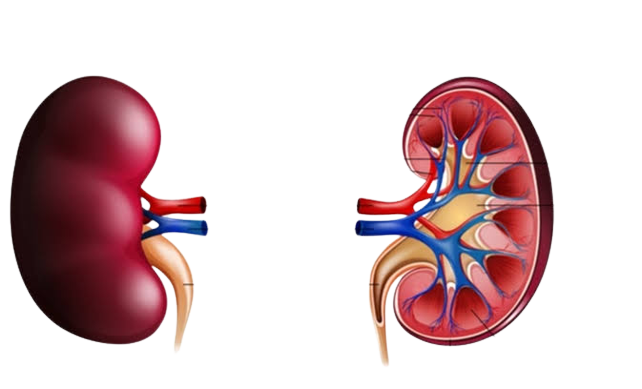 Best kidney transplant hospital in Hyderabad India Best' kidney transplant hospital centre in Hyderabad India