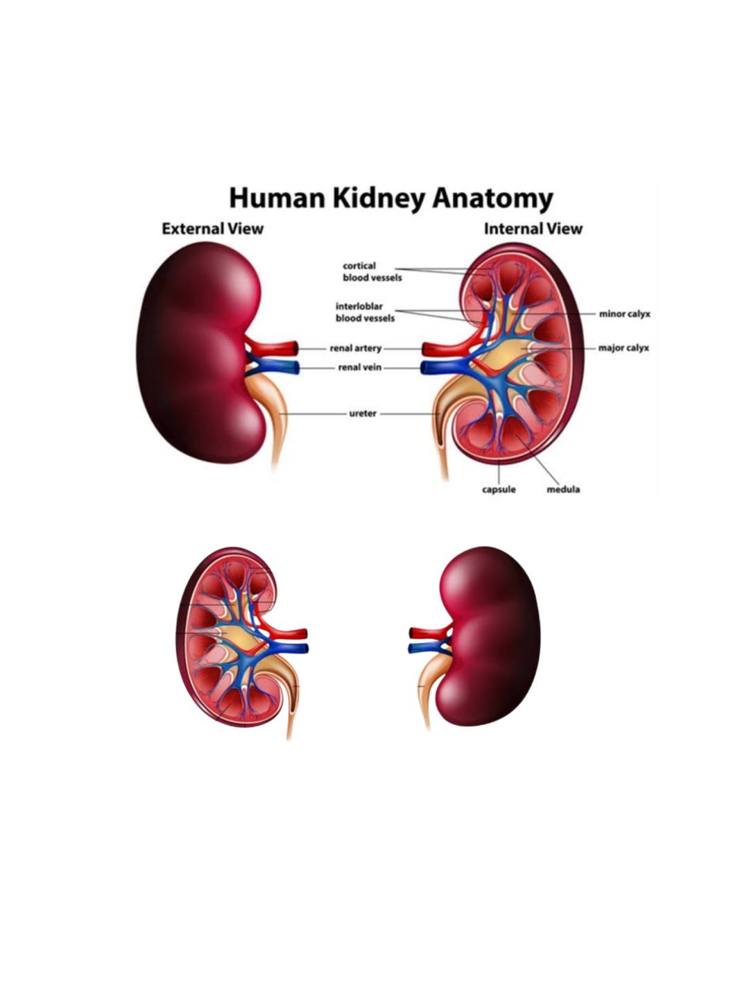 Deffination of Dialysis