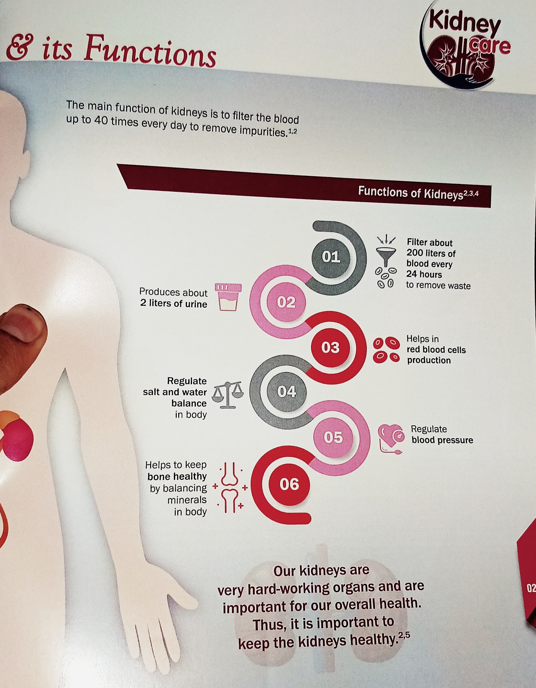 Kidney and function most important kidney & function