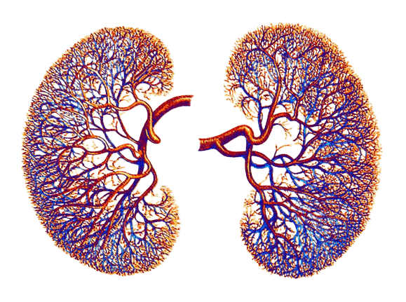 Kidney and function most important kidney & function