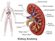 images-2 introduction of Kidney & kidney anatomy