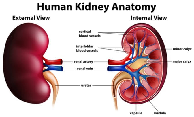 work of kidney